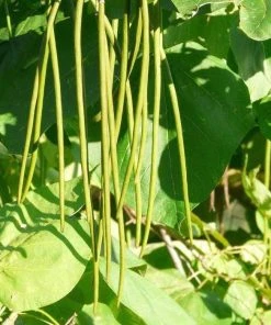 Roots Plants Indian Bean Tree | Catalpa Bignonioides 'Aurea' 12 Roots Plants Indian Bean Tree | Catalpa Bignonioides 'Aurea'