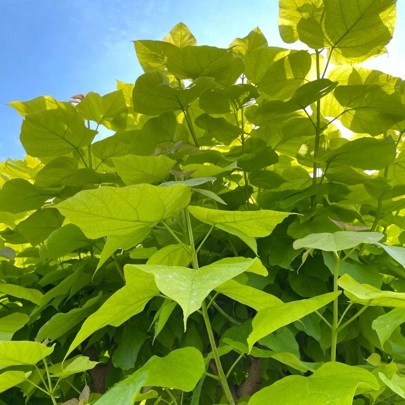 Roots Plants Indian Bean Tree | Catalpa Bignonioides 'Aurea' 4 Roots Plants Indian Bean Tree | Catalpa Bignonioides 'Aurea'