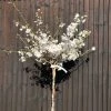 Roots Plants The Bride Cherry Blossom Tree | Prunus Incisa