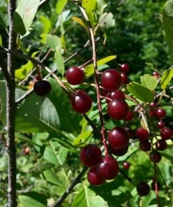 Roots Plants Morello Cherry Tree