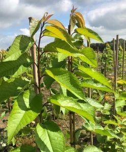 Roots Plants Van' Cherry Tree Fruits