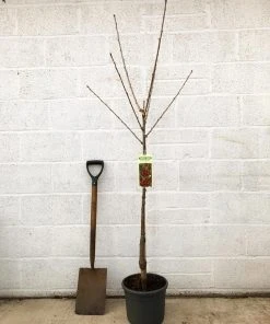 Roots Plants Van' Cherry Tree Fruits