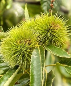 Roots Plants Trees & Shrubs Sweet Chestnut Tree | 3L Pot