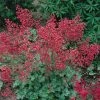 Roots Plants Perennials Heuchera 'Coral Forest' | 3L Pot 1 Roots Plants Perennials Heuchera 'Coral Forest' | 3L Pot