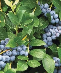 Roots Plants Duke Blueberry Bush Fruits