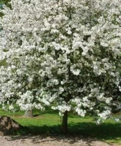 Roots Plants Trees & Shrubs Evereste Crabapple Tree