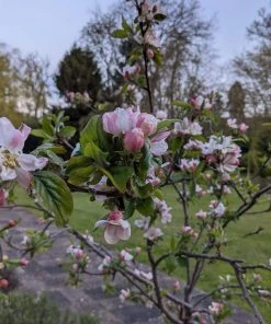 Roots Plants Egremont Russet Apple Tree Dwarfing Rootstock 12 Roots Plants Egremont Russet Apple Tree Dwarfing Rootstock