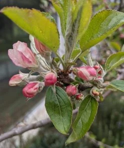 Roots Plants Egremont Russet Apple Tree Dwarfing Rootstock 14 Roots Plants Egremont Russet Apple Tree Dwarfing Rootstock