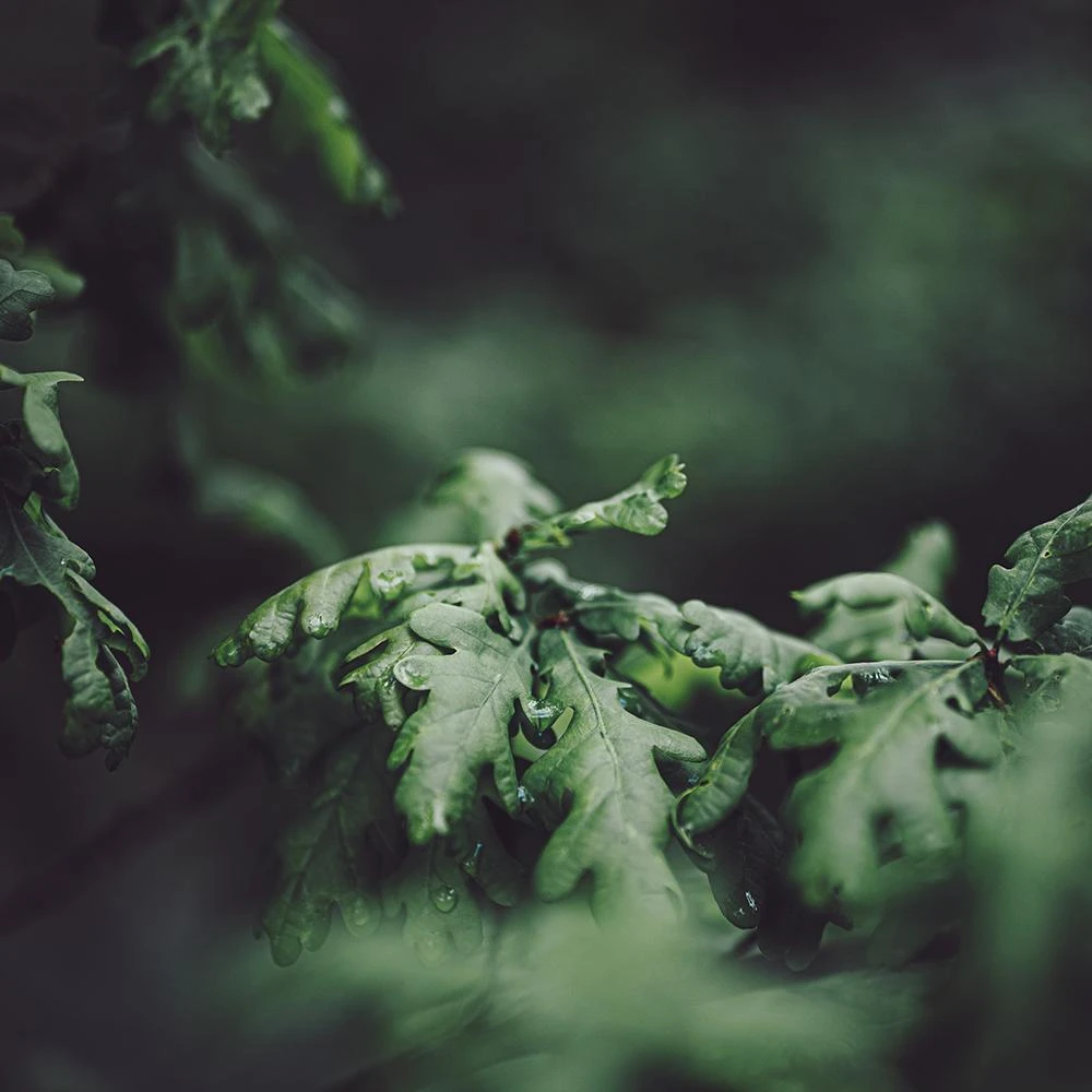 Roots Plants English Oak Tree | Quercus Robur Trees & Shrubs 4 Roots Plants English Oak Tree | Quercus Robur Trees & Shrubs