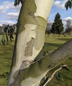 Roots Plants Snow Gum Tree | Eucalyptus Pauciflora 'Niphophila' Trees & Shrubs