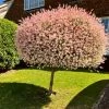 Roots Plants Flamingo Willow | Salix Integra Hakuro Nishiki | 4ft Patio Tree
