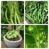 Roots Plants 20 Best French Bean Plants Collection | Growers Choice