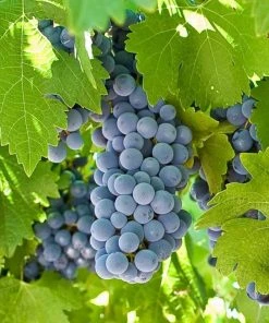 Roots Plants Boskoop Glory' Seedless Outdoor Grape Vine Fruits