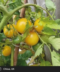 Roots Plants Salad Plants 5 Organic 'Golden Sunrise' Tomato Plants 12 Roots Plants Salad Plants 5 Organic 'Golden Sunrise' Tomato Plants