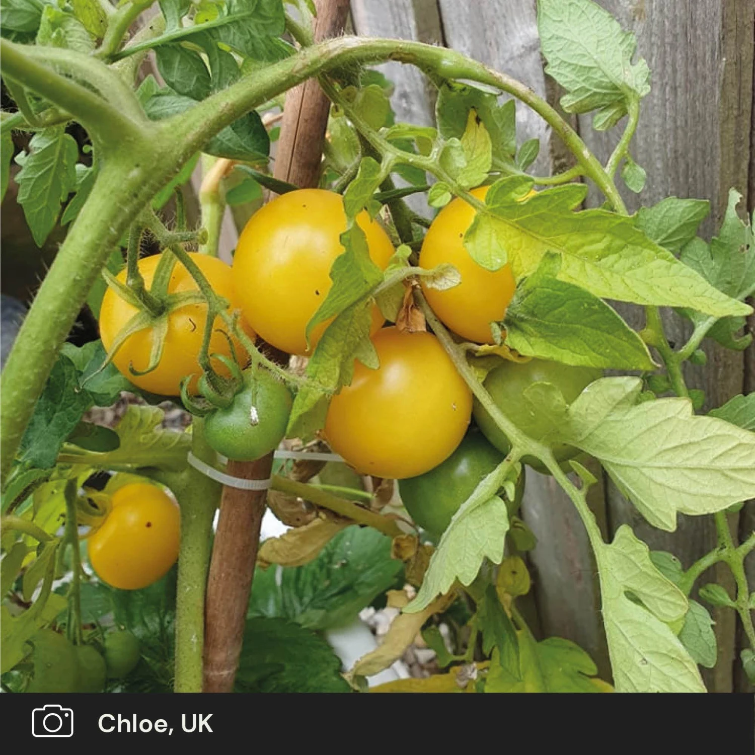 Roots Plants Salad Plants 5 Organic 'Golden Sunrise' Tomato Plants 5 Roots Plants Salad Plants 5 Organic 'Golden Sunrise' Tomato Plants