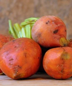 Roots Plants 10 Organic 'Golden Boldor' Beetroot Plants
