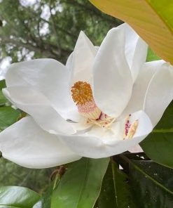 Roots Plants Best Fast Growing Shrubs