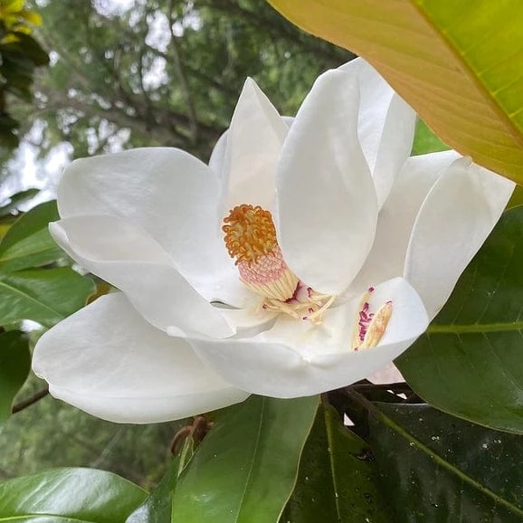 Roots Plants Best Fast Growing Shrubs 4 Roots Plants Best Fast Growing Shrubs