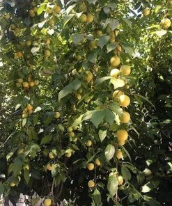 Roots Plants Old Greengage Plum Tree Fruits