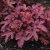 Roots Plants Heucherella 'Red Rover' | 3L Pot Perennials