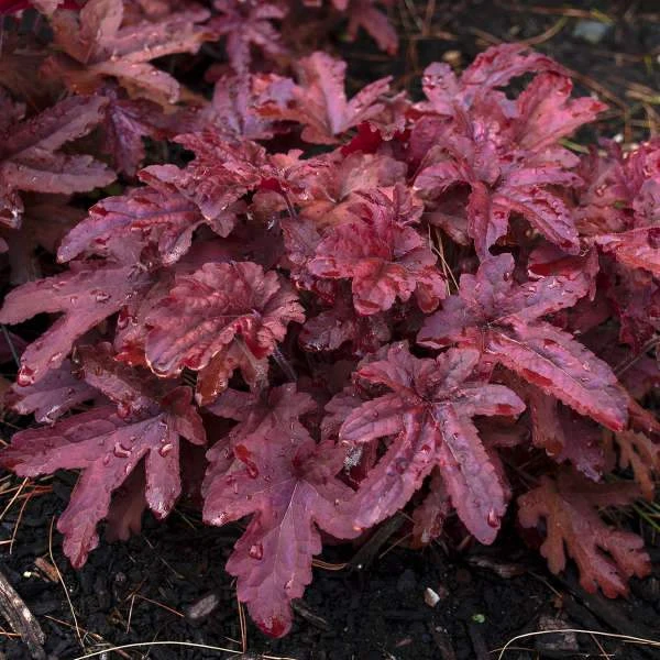 Roots Plants Heucherella 'Red Rover' | 3L Pot Perennials 3 Roots Plants Heucherella 'Red Rover' | 3L Pot Perennials