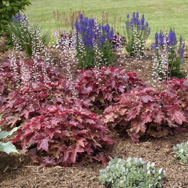 Roots Plants Heucherella 'Red Rover' | 3L Pot Perennials 4 Roots Plants Heucherella 'Red Rover' | 3L Pot Perennials
