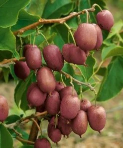 Roots Plants Ken's Red Hardy Kiwi Plant