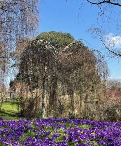 Roots Plants Weeping Silver Birch Tree | Betula Pendula Youngii
