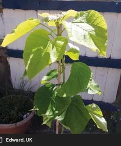 Roots Plants Indian Bean Tree | Catalpa Bignonioides 'Aurea' 14 Roots Plants Indian Bean Tree | Catalpa Bignonioides 'Aurea'