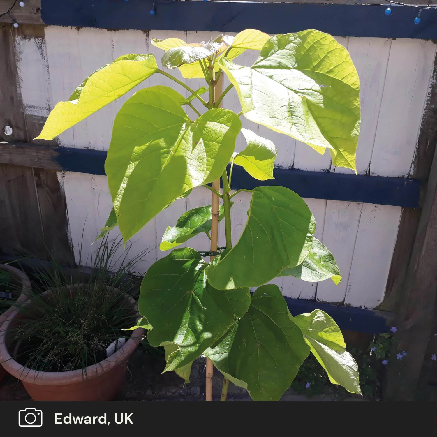 Roots Plants Indian Bean Tree | Catalpa Bignonioides 'Aurea' 8 Roots Plants Indian Bean Tree | Catalpa Bignonioides 'Aurea'
