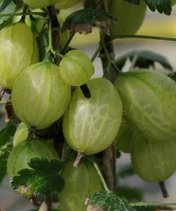 Roots Plants Complete Gooseberry Collection | Red, White & Green 12 Roots Plants Complete Gooseberry Collection | Red, White & Green