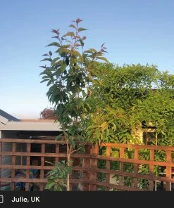 Roots Plants Japanese Cherry Blossom Tree | Prunus Serrulata 'Kanzan'