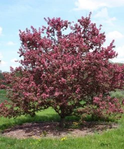 Roots Plants Japanese Crabapple Tree | Malus Floribunda