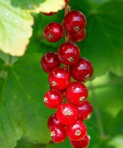 Roots Plants Jonkheer Van Tets' Redcurrant Plant Fruits