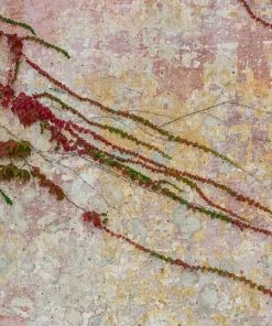 Roots Plants Virginia Creeper | Parthenocissus 'Quinquefolia' | On A 90cm Cane In A 3L Pot Other Climbing Plants