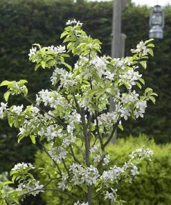 Roots Plants Merryweather Damson Tree Fruits