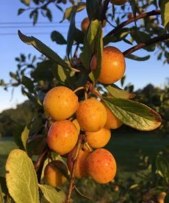 Roots Plants Mirabelle De Nancy Plum Tree