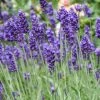 Roots Plants 3x 'Old English Lavender' Plants Perennials