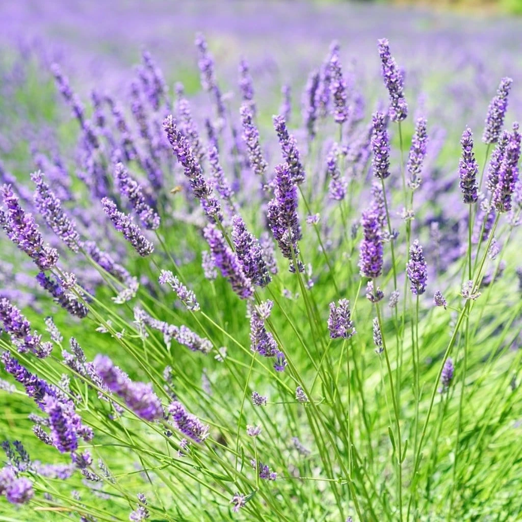 Roots Plants 3x 'Old English Lavender' Plants Perennials 4 Roots Plants 3x 'Old English Lavender' Plants Perennials