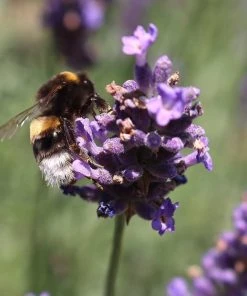 Roots Plants 3x 'Old English Lavender' Plants Perennials 7 Roots Plants 3x 'Old English Lavender' Plants Perennials