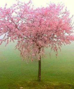 Roots Plants Fruits Madame Blanchet Patio Nectarine Tree 10 Roots Plants Fruits Madame Blanchet Patio Nectarine Tree