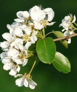 Roots Plants Fruits Concorde Pear Tree