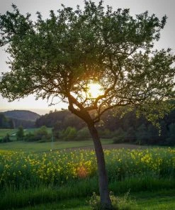 Roots Plants Williams Bon Chrétien Pear Tree Fruits