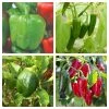 Roots Plants 6 Best Pepper Plants Collection | Growers Choice Chillies & Sweet Peppers