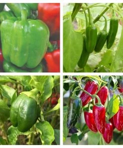 Roots Plants 6 Best Pepper Plants Collection | Growers Choice Chillies & Sweet Peppers