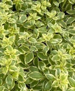 Roots Plants 3 Organic Pineapple Mint Plants Herbs