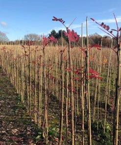 Roots Plants Trees & Shrubs Pink Pagoda Rowan Tree | Sorbus Hupehensis 11 Roots Plants Trees & Shrubs Pink Pagoda Rowan Tree | Sorbus Hupehensis