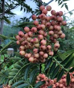 Roots Plants Trees & Shrubs Pink Pagoda Rowan Tree | Sorbus Hupehensis 15 Roots Plants Trees & Shrubs Pink Pagoda Rowan Tree | Sorbus Hupehensis