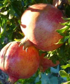 Roots Plants Provence Pomegranate Bush Fruits