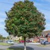 Roots Plants Mountain Ash Rowan Tree | Sorbus Aucuparia Trees & Shrubs